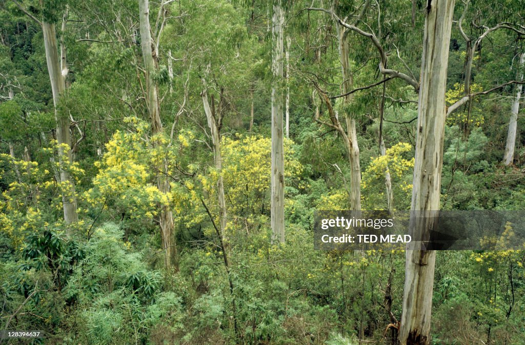 Mountain gums and silver wattle, victoria, australia.