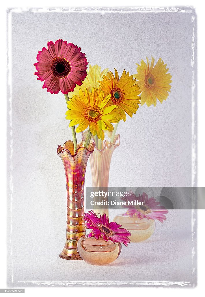 Gerbera daisies in antique vase,