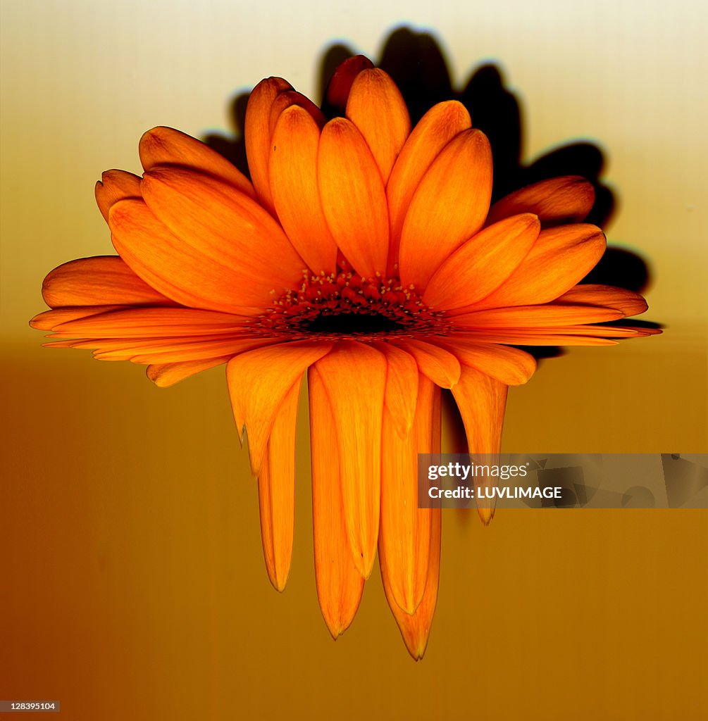 Gerbera flower melting, digital manipulation