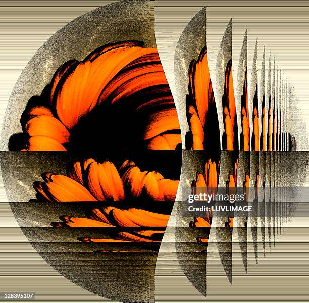 mystery gerbera flower art, - gerbera stock illustrations