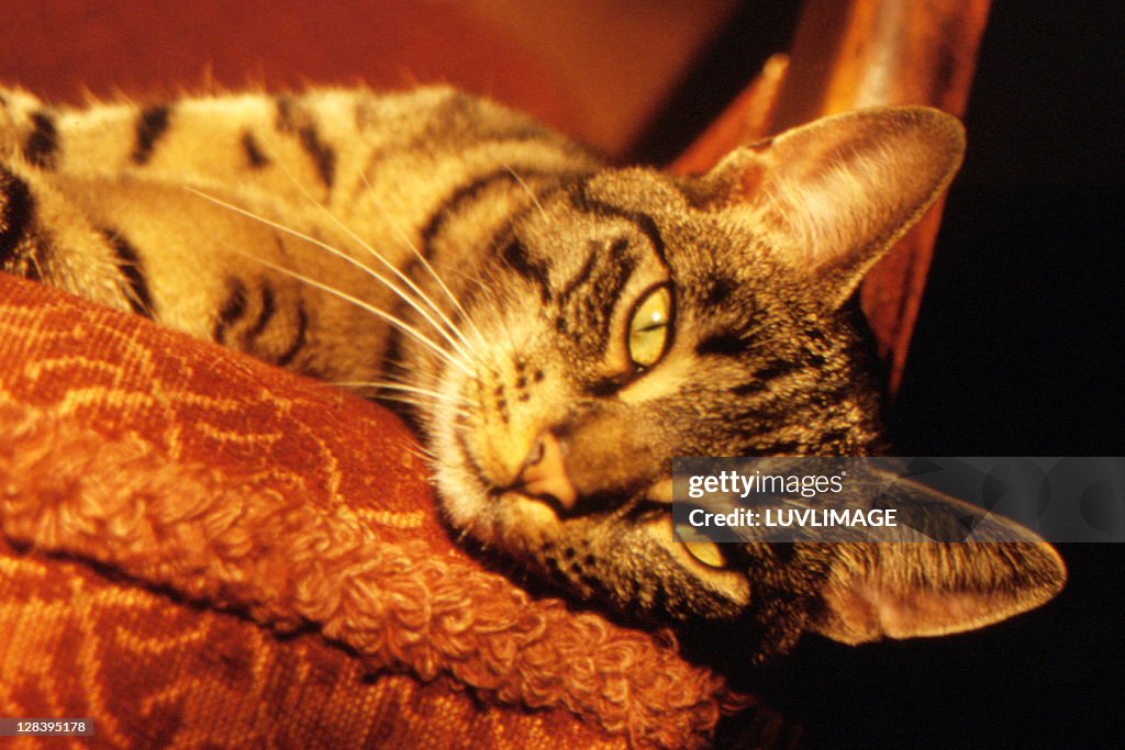 Lazy cat on the sofa