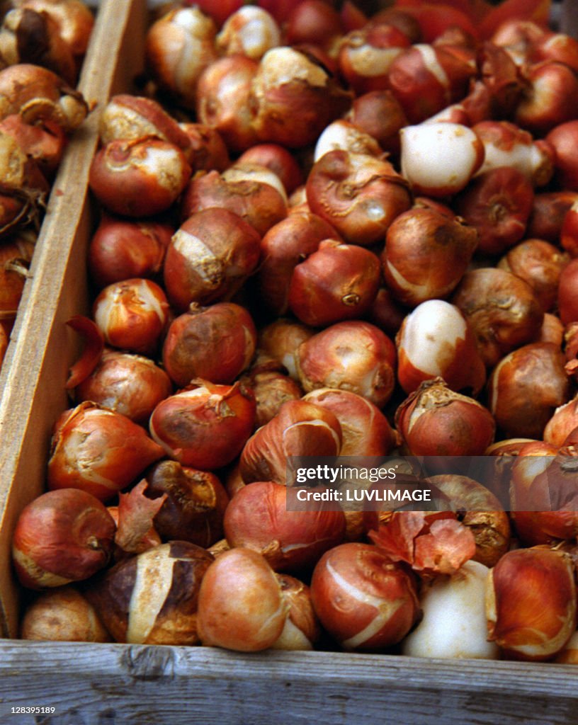 Crate of tulip bulbs