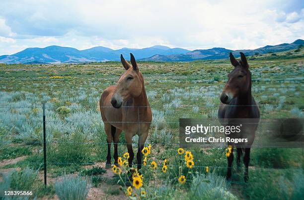 mules grazing - mule stock pictures, royalty-free photos & images