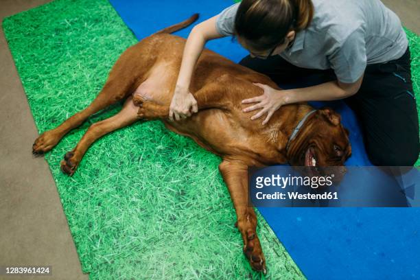 female physiotherapist massaging old french mastiff on exercise mat at center - animal medical center stock pictures, royalty-free photos & images