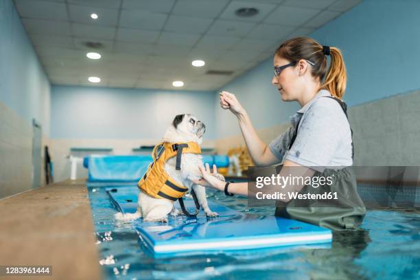 female physiotherapist training pug dog on inflatable raft in swimming pool at center - animal medical center stock pictures, royalty-free photos & images