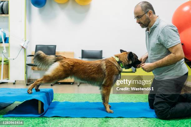 male physiotherapist training malinois belgian shepherd dog at center - caucasian shepherd dog stock-fotos und bilder