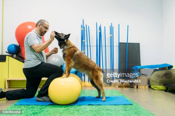 male physiotherapist training malinois belgian shepherd dog on fitness ball at center - animal medical center stock pictures, royalty-free photos & images