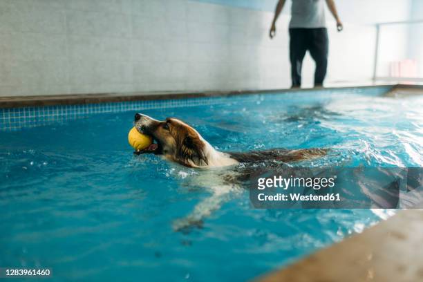 border collie carrying ball in mouth while swimming at physiotherapist center - carrying in mouth ストックフォトと画像