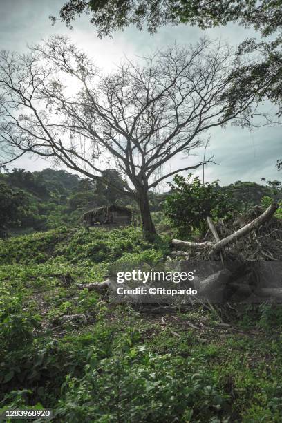 117 Sierra De Perijá National Park Stock Photos, HighRes Pictures, and