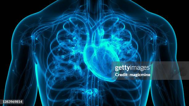 Human Internal Organs Circulatory System Heart Anatomy
