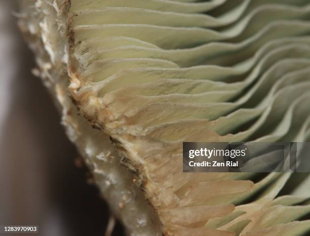 Mushroom Ridges Photos and Premium High Res Pictures - Getty Images