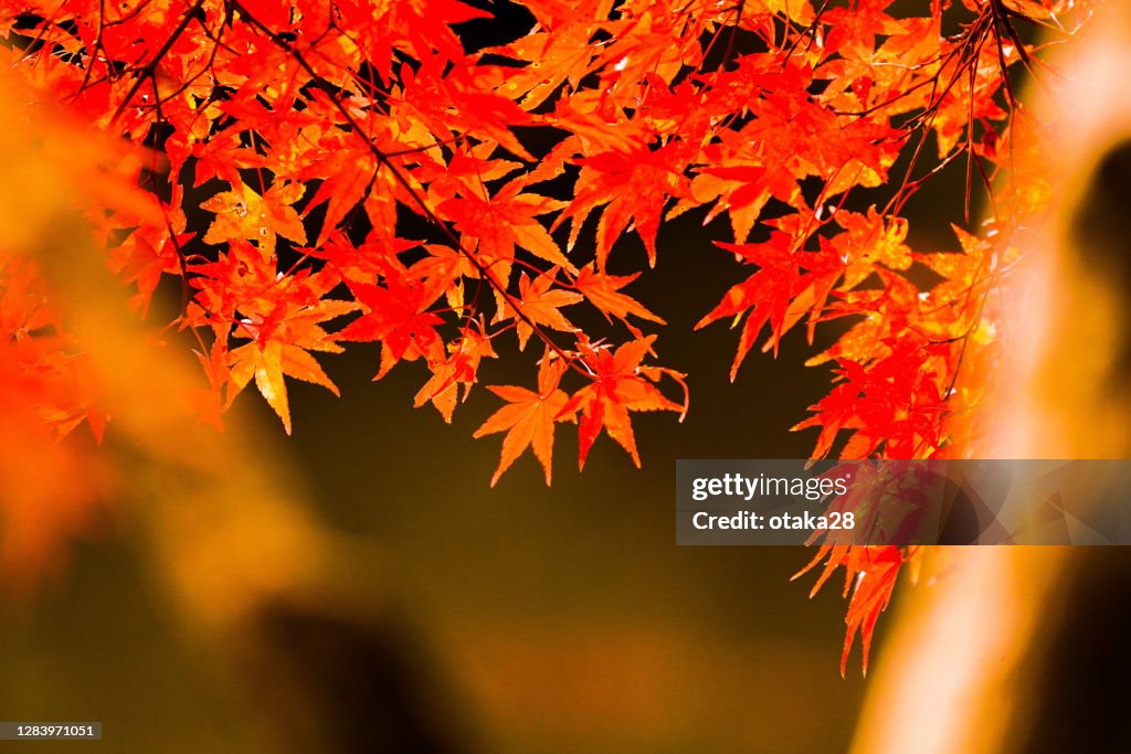 Autumn leaves in Japan (Kobe Forest Botanical Garden)