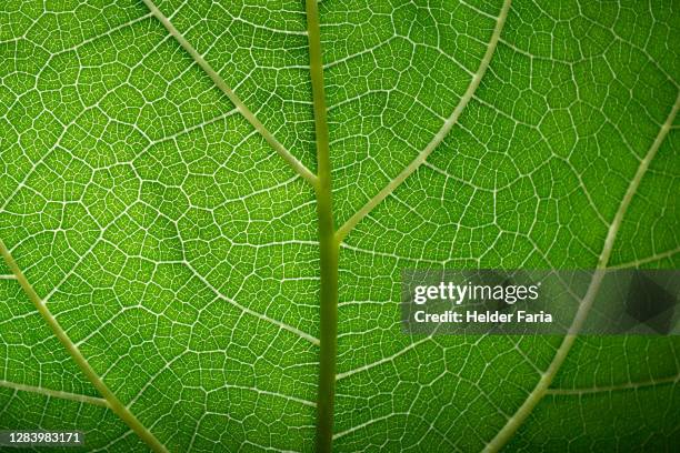 leaf vein - mato grosso state 個照片及圖片檔