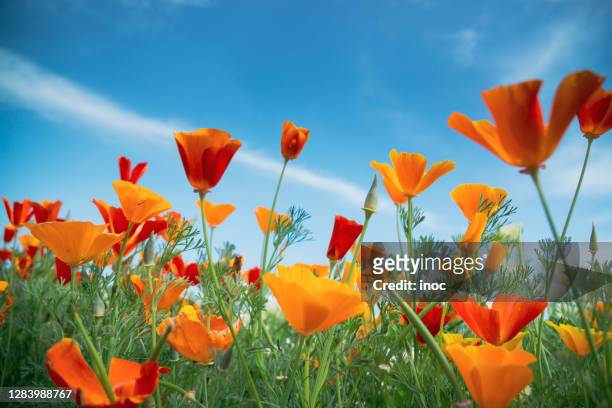 カリフォルニア・ポピー - poppy flower bildbanksfoton och bilder