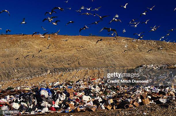 trash dump, california - landfill bildbanksfoton och bilder