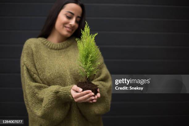 evergreen seedling as a gift - portrait close up loosely stock pictures, royalty-free photos & images