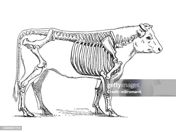 Cow Rib Skeleton Cow Skeleton Photos and Premium High Res Pictures - Getty Images