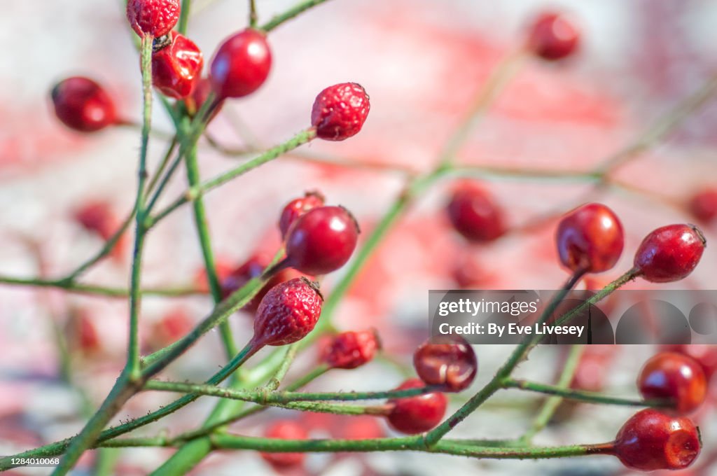Multiflora Rose Buds