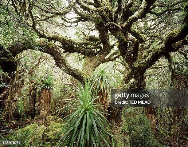 myrtle tree and pandani, west coast tasmania, australia - true myrtle stock pictures, royalty-free photos & images