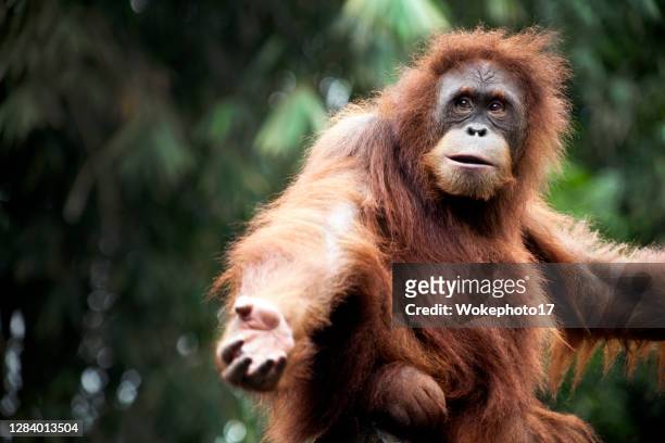 funny orang utan - orangutan stock pictures, royalty-free photos & images