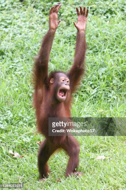 cute orang utan - neuweltaffen und hundsaffen stock-fotos und bilder
