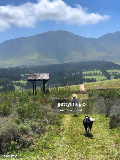 running free - hermanus stock-fotos und bilder