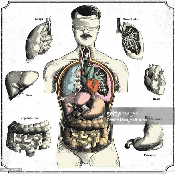 ilustraciones, imágenes clip art, dibujos animados e iconos de stock de los órganos internos humanos - parte del cuerpo humano