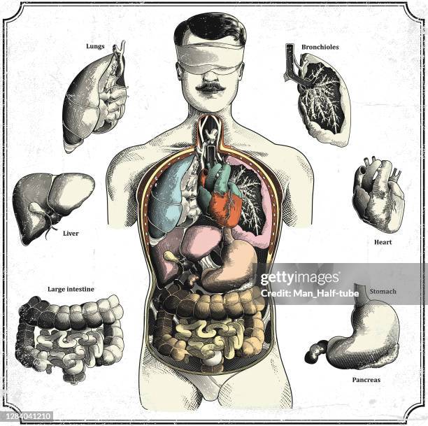 human internal organs - abdomen surgery stock illustrations