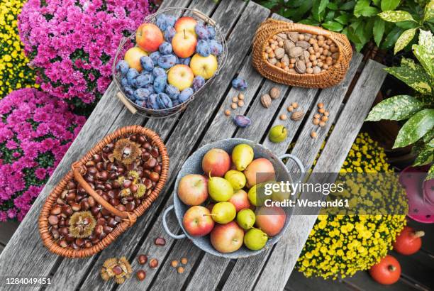 garden table filled with autumn harvest of nuts and fruits - kastanj bildbanksfoton och bilder