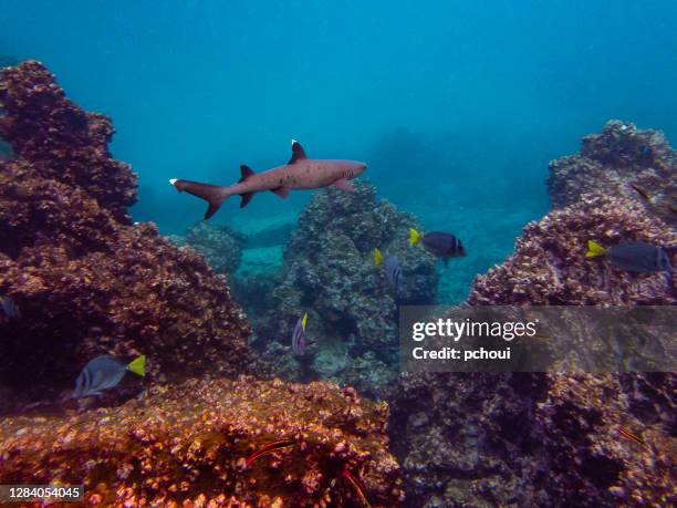 whitetip reef shark, galapagos islands - galapagos boat stock pictures, royalty-free photos & images