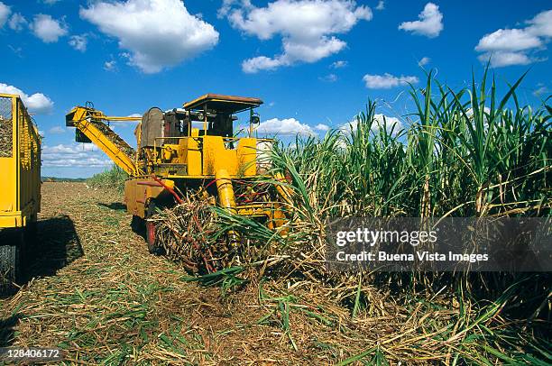 sugar cane harvest, cuba - sugar cane stock pictures, royalty-free photos & images