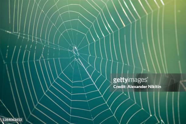 spider web - spider web bildbanksfoton och bilder