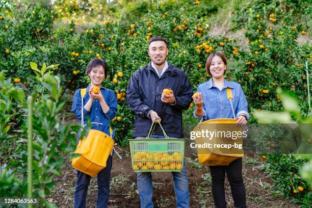 オレンジ畑の若い農民の肖像 - crop ストックフォトと画像