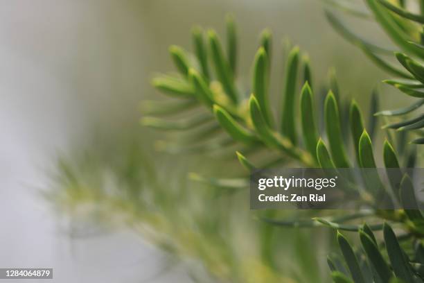 Zen Rial Photos and Premium High Res Pictures - Getty Images