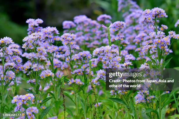 aster tataricus / tatarian aster - aster stock pictures, royalty-free photos & images