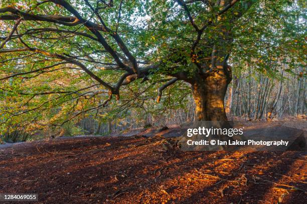 perrywood, kent, uk. 4 november 2020. mature beech tree with autumn foliage in dawn light - maroni stock-fotos und bilder