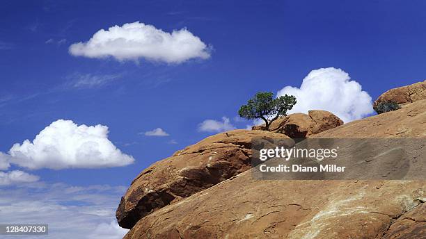 desert juniper seemingly growing out of rock, canyonlands national park. - canyonlands national park stock pictures, royalty-free photos & images