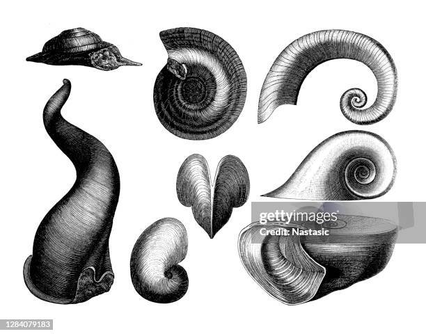 silurian snails - shale stock illustrations