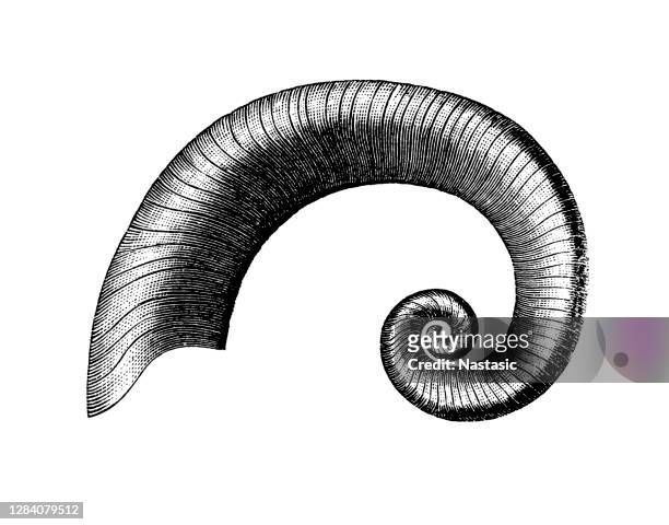 silurische schnecken ,ecculiomphalus alatus - paleozoic era stock-grafiken, -clipart, -cartoons und -symbole