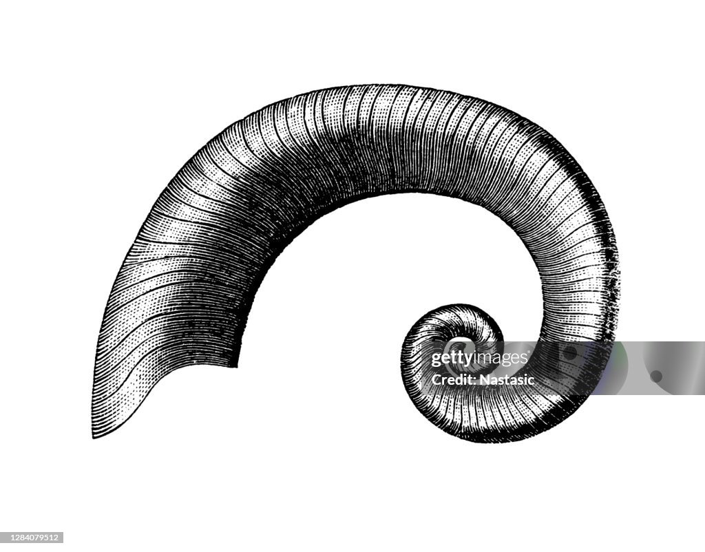 Silurische slakken , Ecculiomphalus alatus