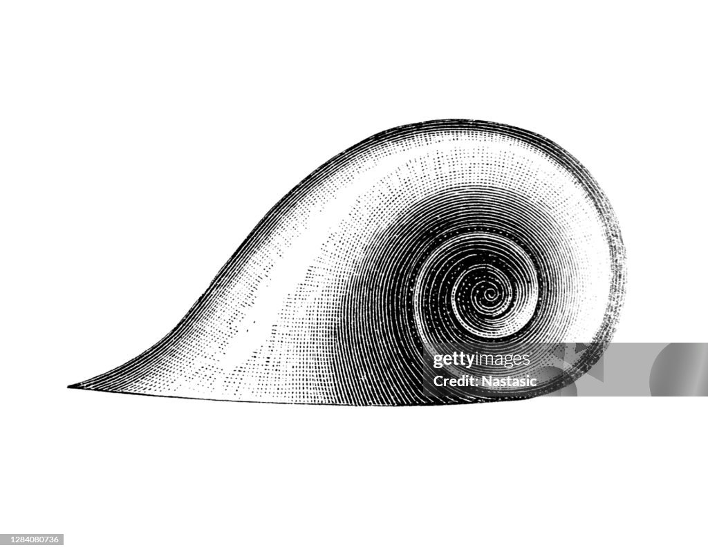 Silurian snails ,Salpingostoma megastoma
