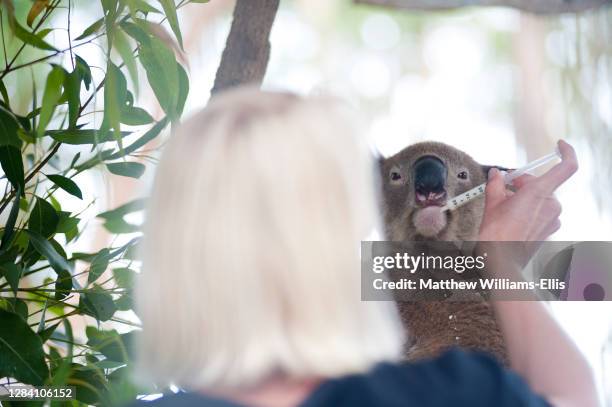 Volunteer Feeding a Rescued Koala Bear at the Koala Bear Sanctuary, Port Macquarie, Gold Coast of Australia.