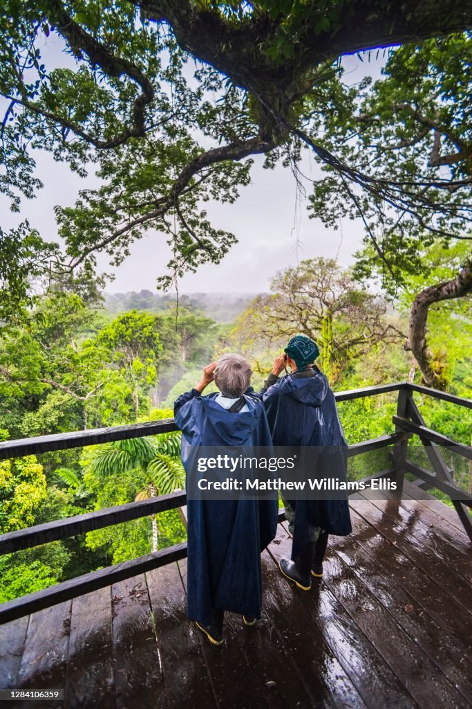 Bird watching in a 43m Kapok Tree tower viewing platform at Sacha Lodge, Coca, Amazon Rainforest, Ecuador, South America