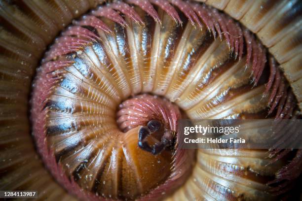 the golden ratio myriapoda - golden ratio stock pictures, royalty-free photos & images