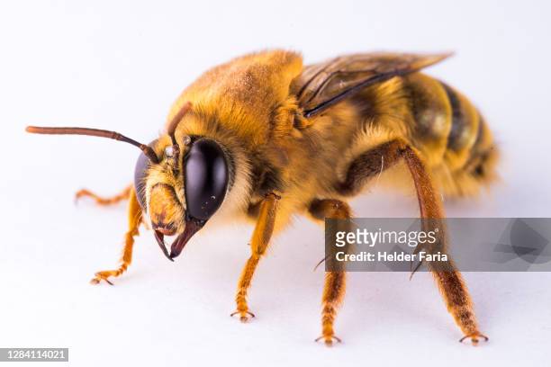 honey bee - images of brazilian wax fotografías e imágenes de stock