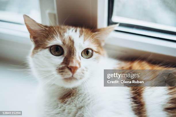 young ginger cat lies on the windowsill - cat human face stock pictures, royalty-free photos & images