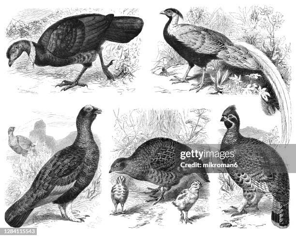 old engraved illustration of landfowl birds - tetrastes bonasia stock pictures, royalty-free photos & images
