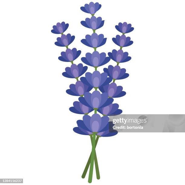 lavender icon on transparent background - lavender stock illustrations