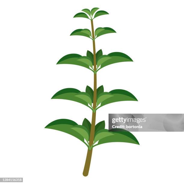 illustrazioni stock, clip art, cartoni animati e icone di tendenza di icona di origano su sfondo trasparente - cucina greca