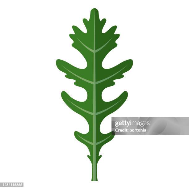 illustrations, cliparts, dessins animés et icônes de icône d’arugula sur le fond transparent - roquette